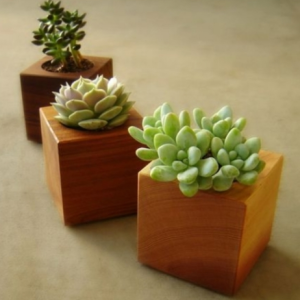 Wooden Flower Pot 3-Piece Set (H4″ x W3″ x 3″)